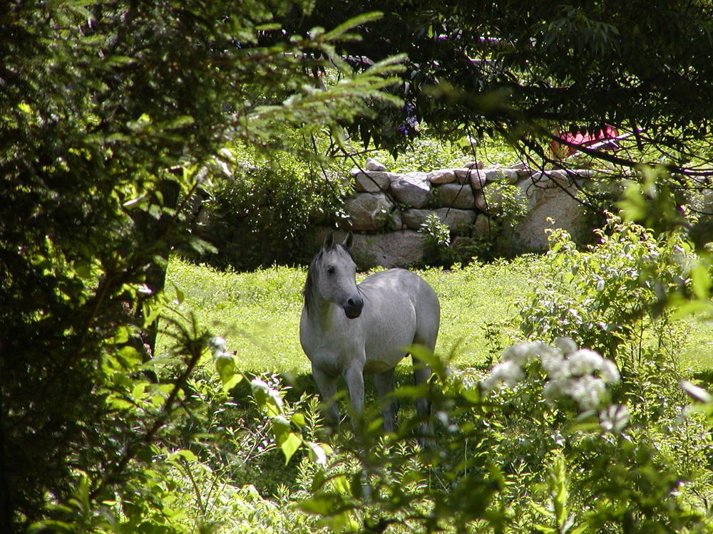 Sudbury Arabian Horse Inn מראה חיצוני תמונה