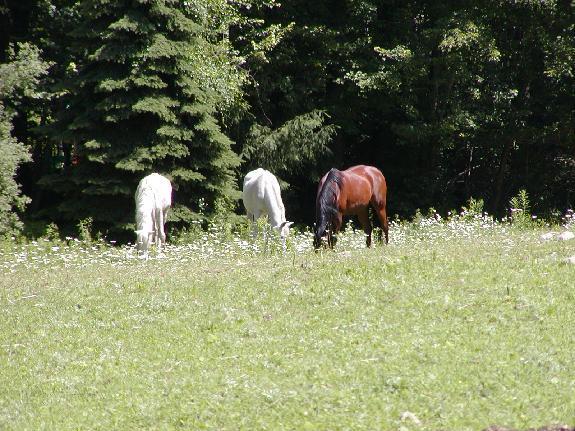 Sudbury Arabian Horse Inn מראה חיצוני תמונה